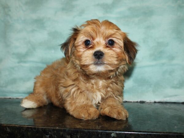 Morkie DOG Male BEIGE 20007 Petland Rome, Georgia