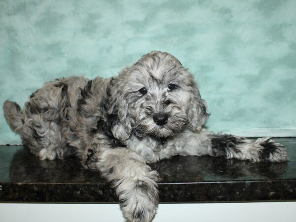 F2 MINI GOLDENDOODLE-DOG-Female-Blue Merle-20003-Petland Rome, Georgia