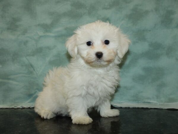 Coton De Tulear DOG Male White 20002 Petland Rome, Georgia