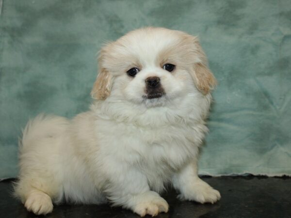 Pekingese DOG Male Cream / White 20000 Petland Rome, Georgia