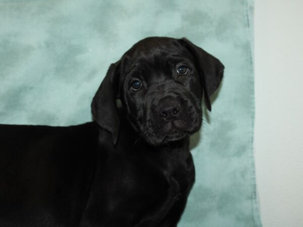 Cane Corso-DOG-Male-Black Brindle-20001-Petland Rome, Georgia