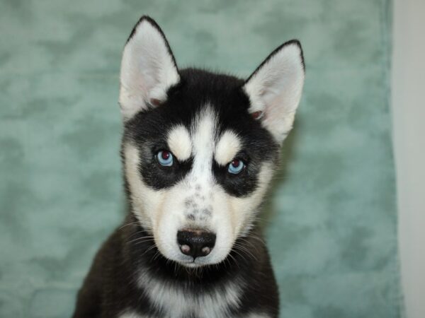 Siberian Husky DOG Female Black / White 9177 Petland Rome, Georgia