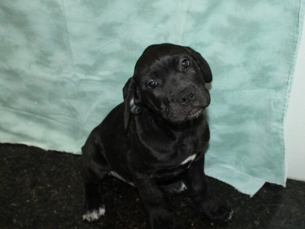 Cane Corso DOG Male Black Brindle 9175 Petland Rome, Georgia