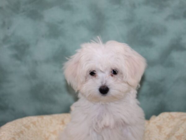 Maltese DOG Female WHITE 9162 Petland Rome, Georgia