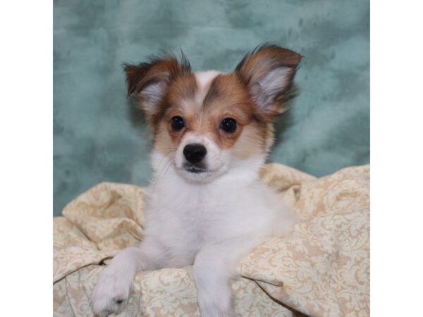 Papillon DOG Male RED SABLE 9166 Petland Rome, Georgia