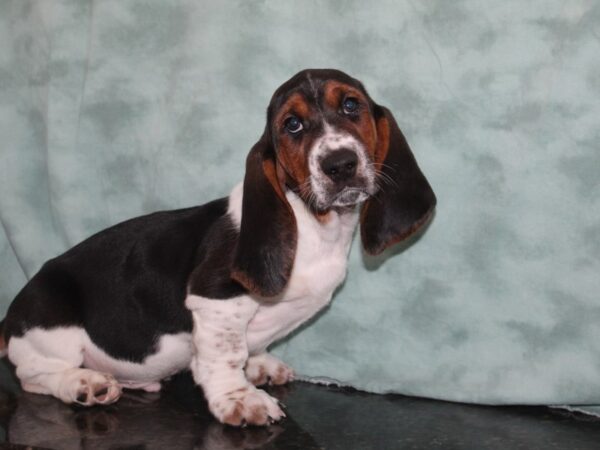 Basset Hound DOG Male Black Tan / White 9189 Petland Rome, Georgia