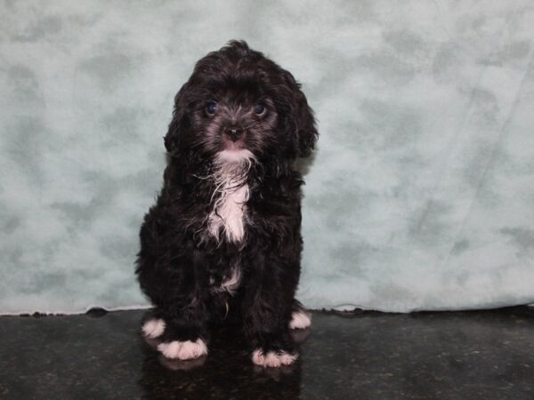 ChinPoo-DOG-Male-Black-9195-Petland Rome, Georgia