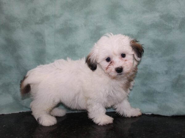 Teddy Bear DOG Female Chocolate / White 9193 Petland Rome, Georgia