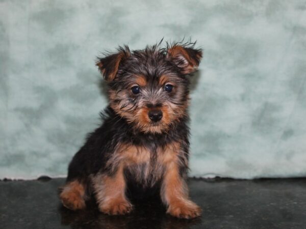 Silky Terrier DOG Male Black / Tan 9192 Petland Rome, Georgia