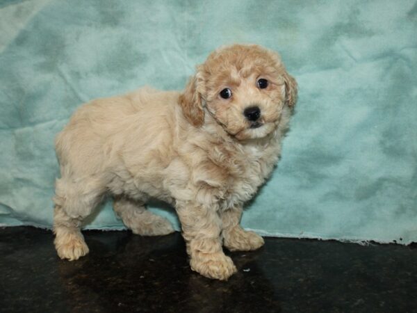 Bichapoo DOG Female RED 9207 Petland Rome, Georgia