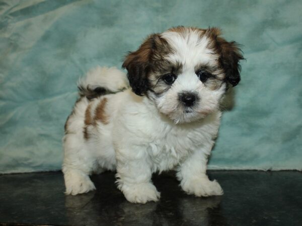 Teddy DOG Female Brown and White 20029 Petland Rome, Georgia