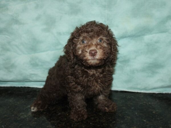 Miniature Poodle DOG Female CHOC 20024 Petland Rome, Georgia