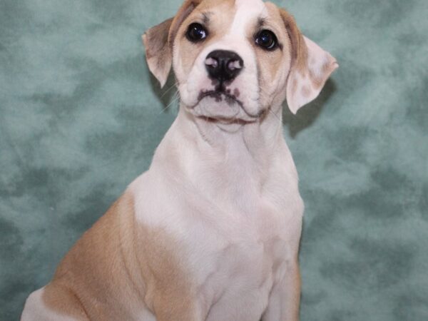 Bull Puggle-DOG-Female-BRINDLE WH-9165-Petland Rome, Georgia