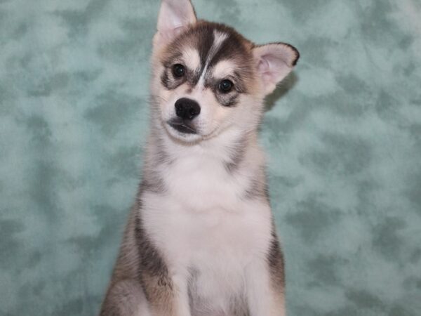 Huskimo-DOG-Male-BLK WHITE-9153-Petland Rome, Georgia