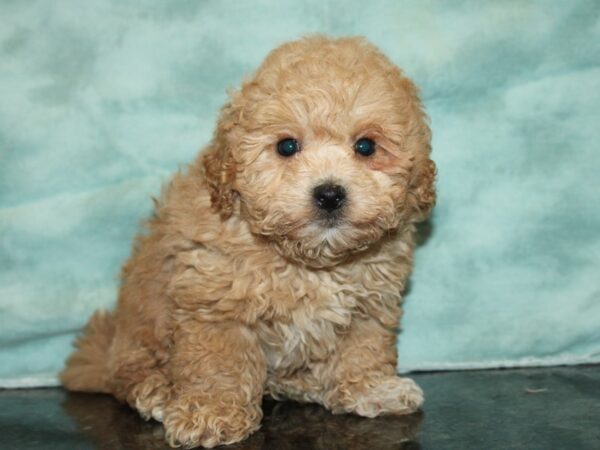 Bichapoo DOG Male red 20027 Petland Rome, Georgia