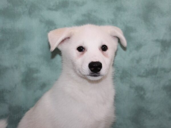 Huskimo DOG Female silver wh 9152 Petland Rome, Georgia