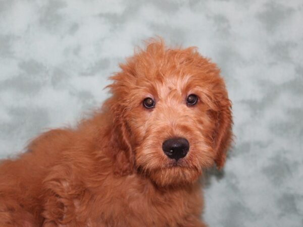 Goldendoodle DOG Male Red 9149 Petland Rome, Georgia