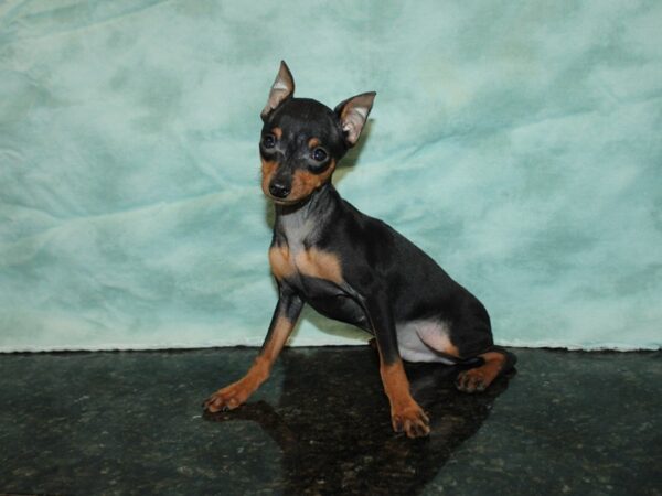 Miniature Pinscher DOG Male Black / Tan 20013 Petland Rome, Georgia