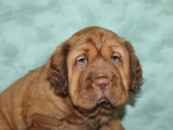 Mini Hippo DOG Male brown 20021 Petland Rome, Georgia