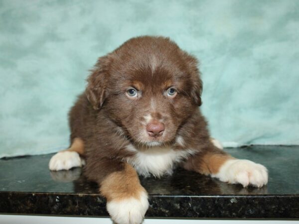 Miniature Australian Shepherd DOG Male RED TRI 20020 Petland Rome, Georgia