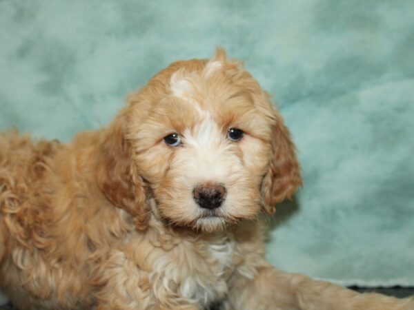 Sheepadoodle-DOG-Female-Red & White-20019-Petland Rome, Georgia