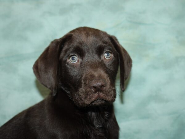 Labrador Retriever-DOG-Male-Chocolate-20018-Petland Rome, Georgia