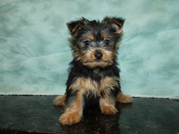 Silky Terrier-DOG-Male-Black / Tan-20014-Petland Rome, Georgia