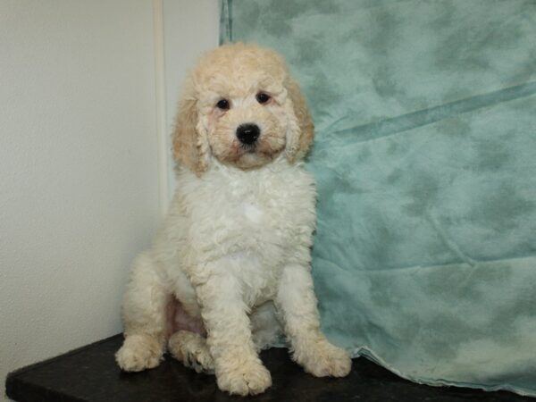 Goldendoodle DOG Male White 20031 Petland Rome, Georgia