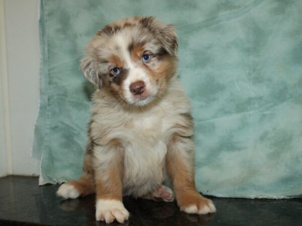 Miniature Australian Shepherd DOG Male RED MERLE 9199 Petland Rome, Georgia