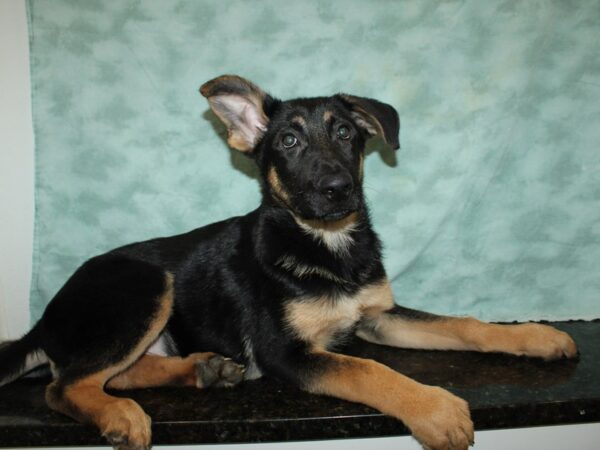 German Shepherd-DOG-Male-Black & Tan-19913-Petland Rome, Georgia