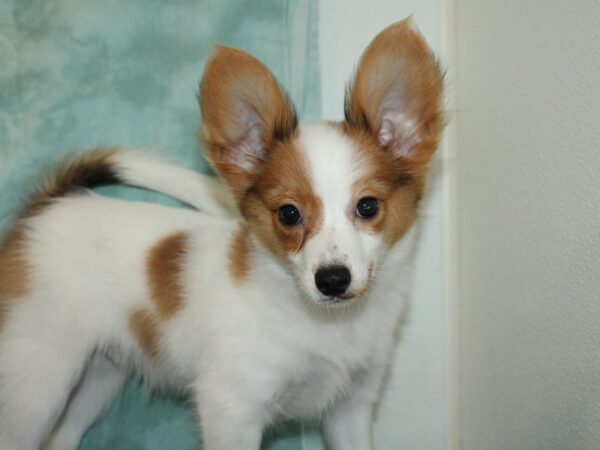 Papillon DOG Male RED SABLE 19947 Petland Rome, Georgia