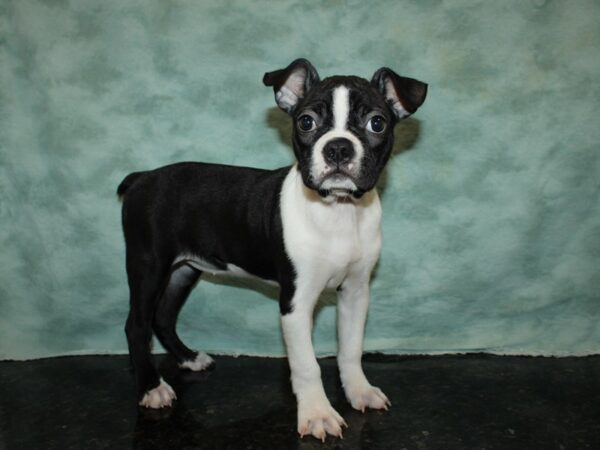 Boston Terrier DOG Female Blk&Wh 19991 Petland Rome, Georgia