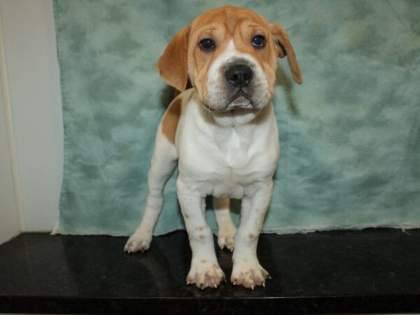 Mini Walrus DOG Male Tan / wh 19958 Petland Rome, Georgia