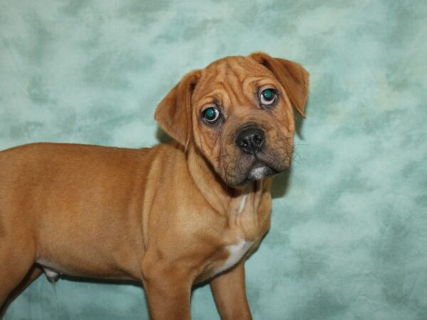 Bull Puggle DOG Male BRINDLE WH 19948 Petland Rome, Georgia