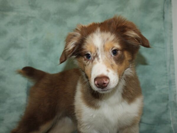 Mini Aussie DOG Male RED TRI 19940 Petland Rome, Georgia