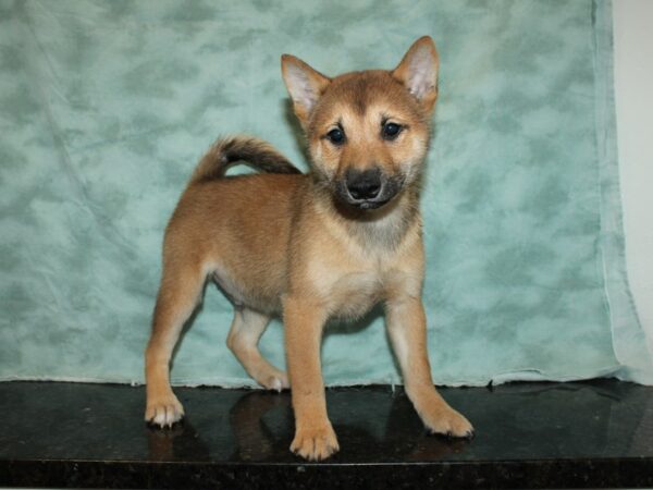 Shiba Inu DOG Male Red 19975 Petland Rome, Georgia