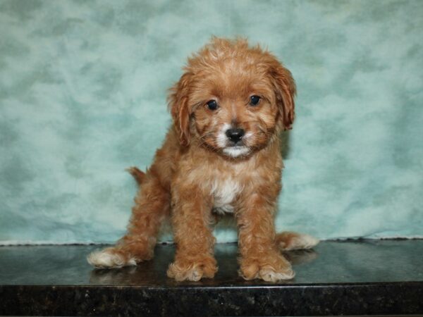 Cavapoo DOG Male 19992 Petland Rome, Georgia