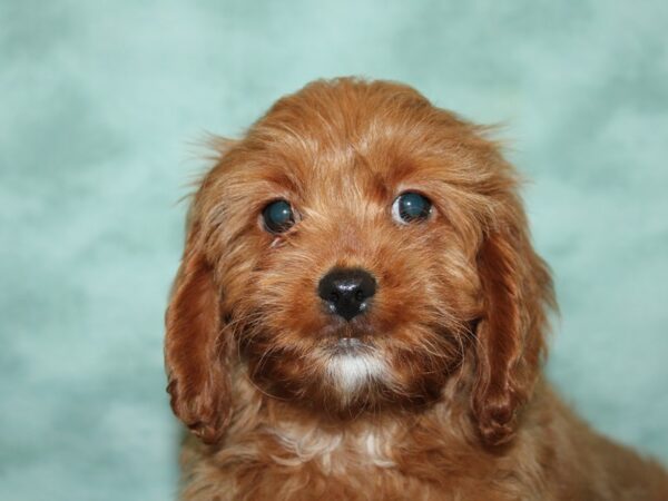 Cavapoo-DOG-Female--19993-Petland Rome, Georgia