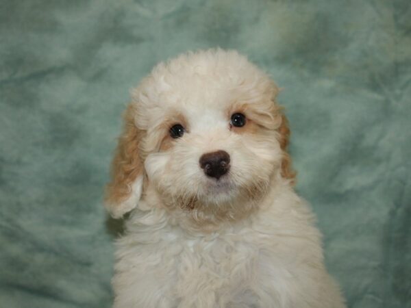 Bernadoodle-DOG-Female-creme wh-19979-Petland Rome, Georgia