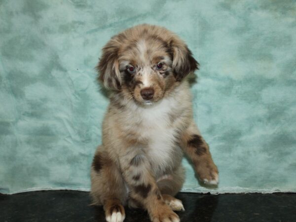 Aussiedoodle DOG Female Merle 19973 Petland Rome, Georgia