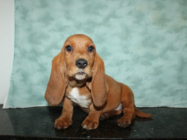 Basset Hound DOG Female Red 19994 Petland Rome, Georgia