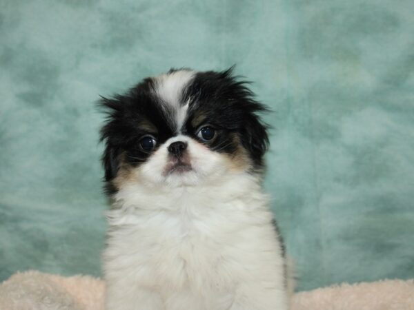 Japanese Chin-DOG-Male-Black / White-9211-Petland Rome, Georgia