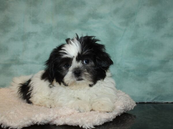 Shih Tzu DOG Female Black / White 9215 Petland Rome, Georgia