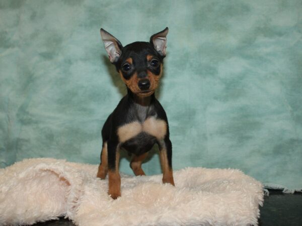 Miniature Pinscher DOG Male Black / Rust 9212 Petland Rome, Georgia