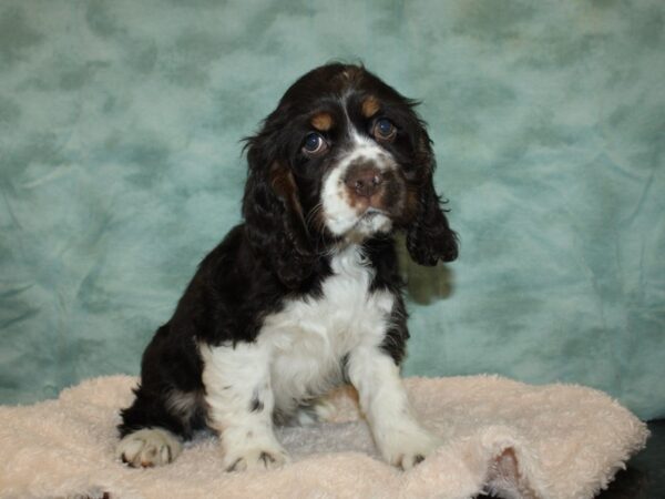 Cocker Spaniel DOG Male Chocolate / White 9216 Petland Rome, Georgia