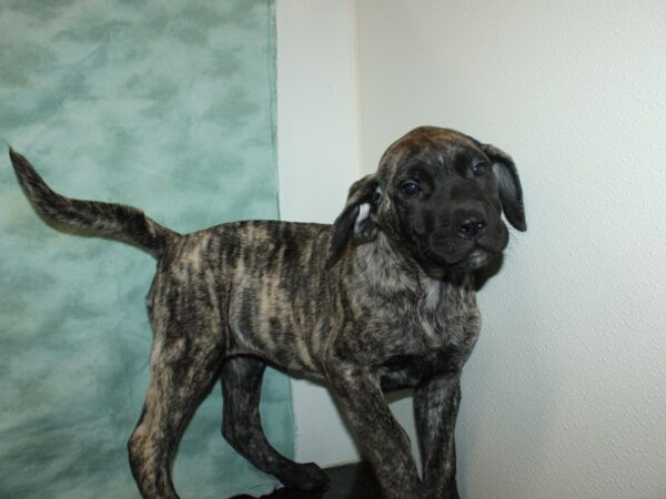 Mastiff-DOG-Female-Brindle-9217-Petland Rome, Georgia