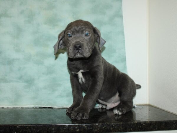 Cane Corso DOG Male Blue 9210 Petland Rome, Georgia