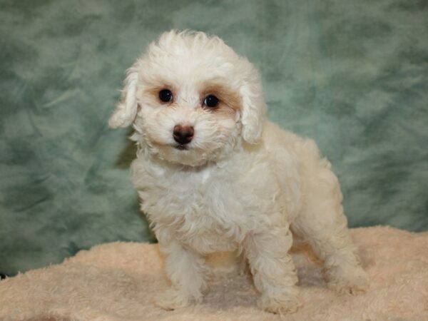 Poodle-DOG-Female-Red-20036-Petland Rome, Georgia