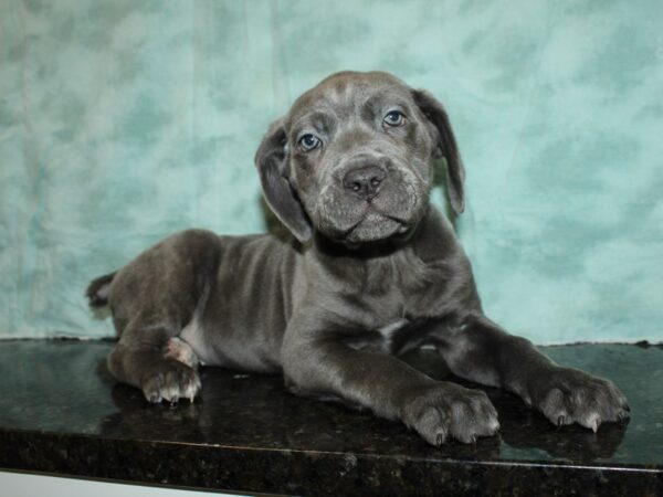 Cane Corso DOG Female Blue 20034 Petland Rome, Georgia