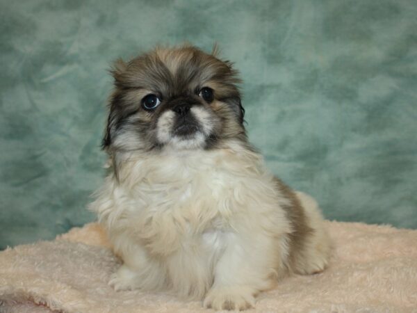 Pekingese-DOG-Male-Sable / White-20032-Petland Rome, Georgia